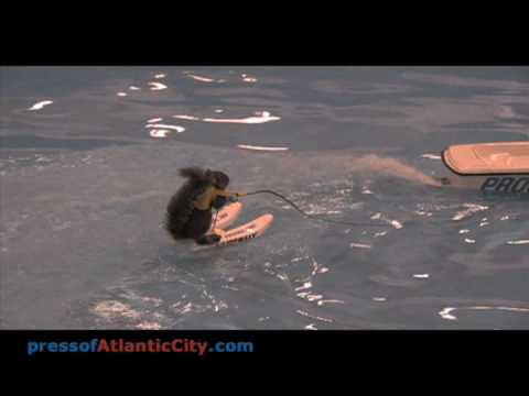 Twiggy the water-skiing squirrel in Atlantic City