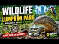 🦎 Wildlife in Lumphini Park | Bangkok's Urban Jungle