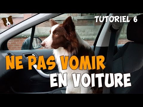 Vidéo: 15K Mile Quest de GoPetFriendly pour trouver les meilleures attractions pour animaux de compagnie aux États-Unis