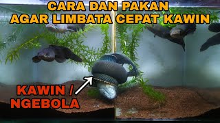 CARA DAN PAKAN UNTUK CHANNA LIMBATA AGAR CEPAT KAWIN ATAU NGEBOLA