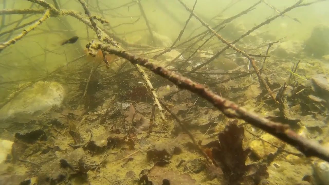 Unter Wasser 06 @NaturgartenEuring-Bachwinkl