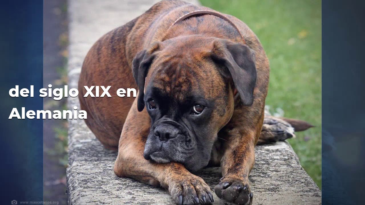 Todo lo que necesitas saber sobre el perro bóxer · Adiestramiento, salud