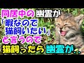 同居している幽霊が私の留守中暇なので『猫を飼ってほしい』と言ったので飼ってみたら幽霊大喜び!? ところが..【猫の不思議な話】【朗読】