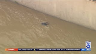 2 people and a dog were rescued from the L.A. River during a driving rain storm