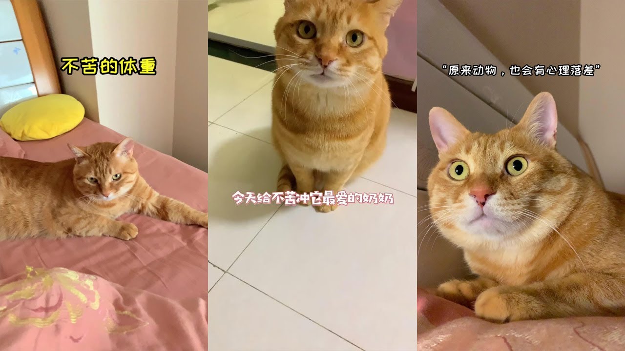 【貓咪叫不苦】誰還不是個寶寶了？