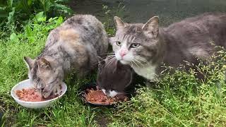 こちらの腹ペコの4匹の野良猫もご飯を食べる　Four hungry stray cats here also eat food