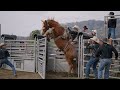 2021 4k Bronc Riding Practice Feat Joe Harper & Dougie Hall