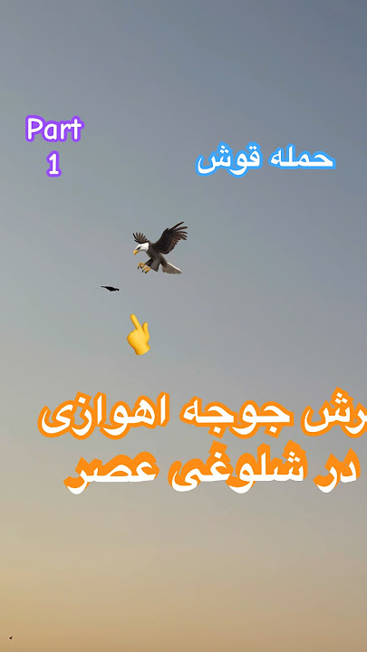 پرش جوجه اهوازی بعد از حمله قوش!کودتا جوجه سوزان در شلوغی عصر #شورت #کبوتر_بلندپرواز #pigeon