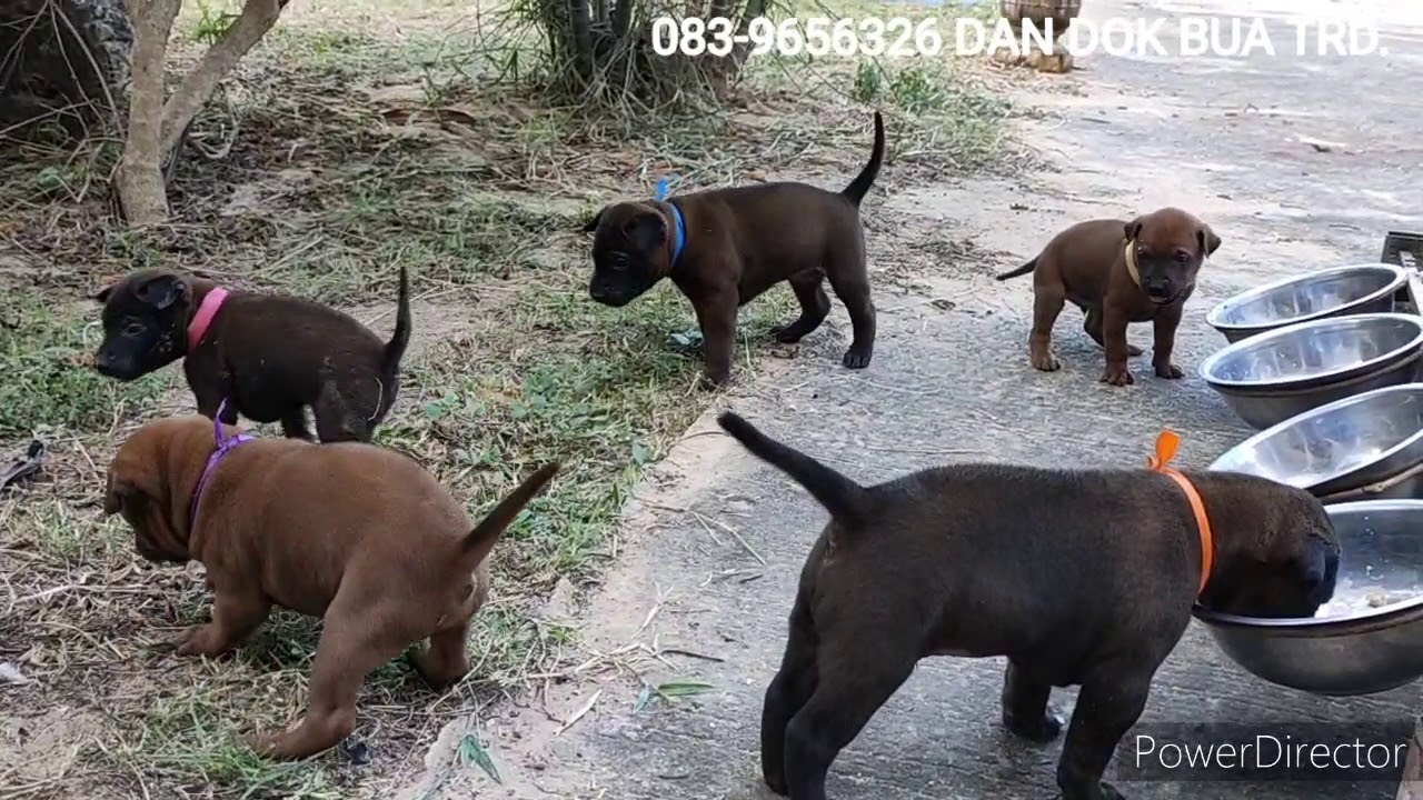 ลูก หมา พันธุ์ ต่างๆ  2022 New  [Routine] ลูกสุนัขไทยหลังอาน ll Thai Ridgeback Dogs/Puppies Eating and Playing