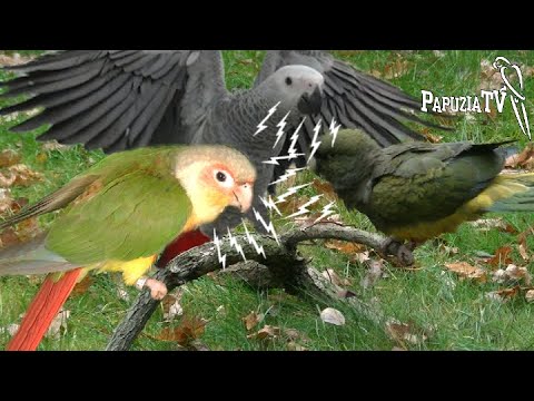 Wideo: Czy papugi to to samo co papugi?