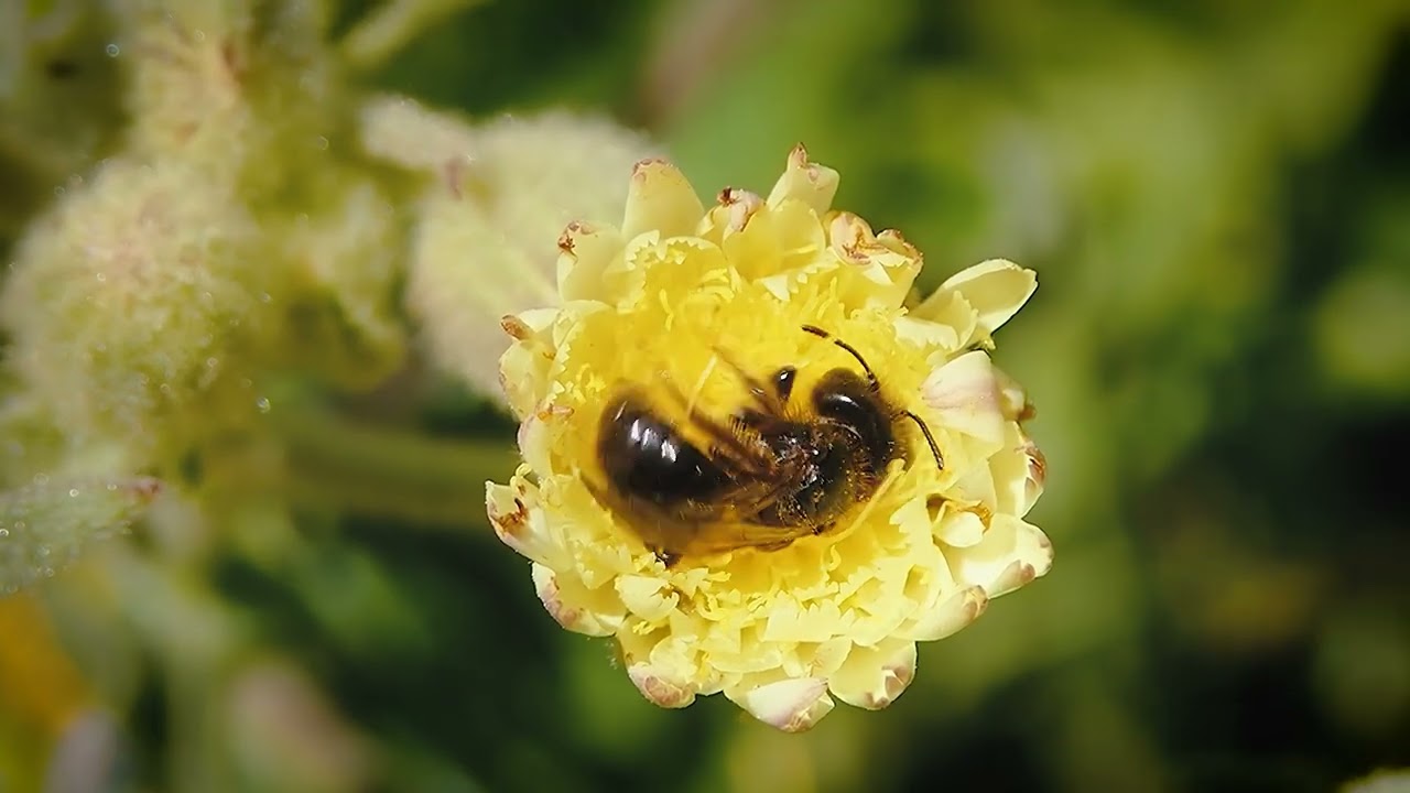 Bee Population Decline Causes and Consequences