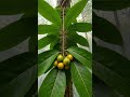 Howler Monkey Micro-Cam: High Above the Rainforest