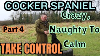 From Reactive To Relaxed Er Spaniels Transformation Part 4