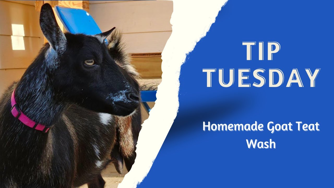 Tip Tuesday: Homemade Goat Teat Wash - YouTube