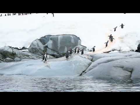 PENGUINS!