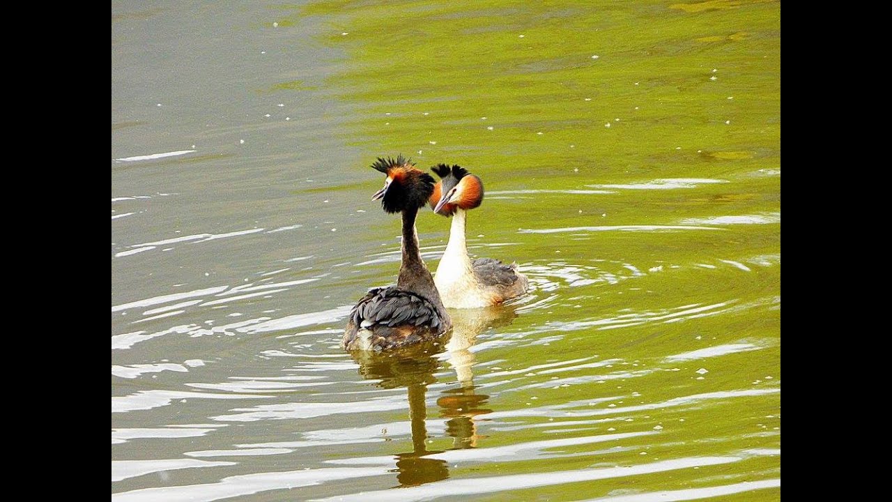 SVASSO IN CORTEGGIAMENTO