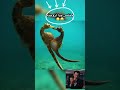 معلومات هتصدمك عن حصان البحر Seahorse 