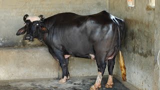 One Buffalo for Sale, ਇੱਕ ਮੱਝ ਵਿਕਾਊ 