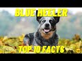 Blue Heeler - 10 Facts About The Australian Cattle Dog の動画、YouTube動画。