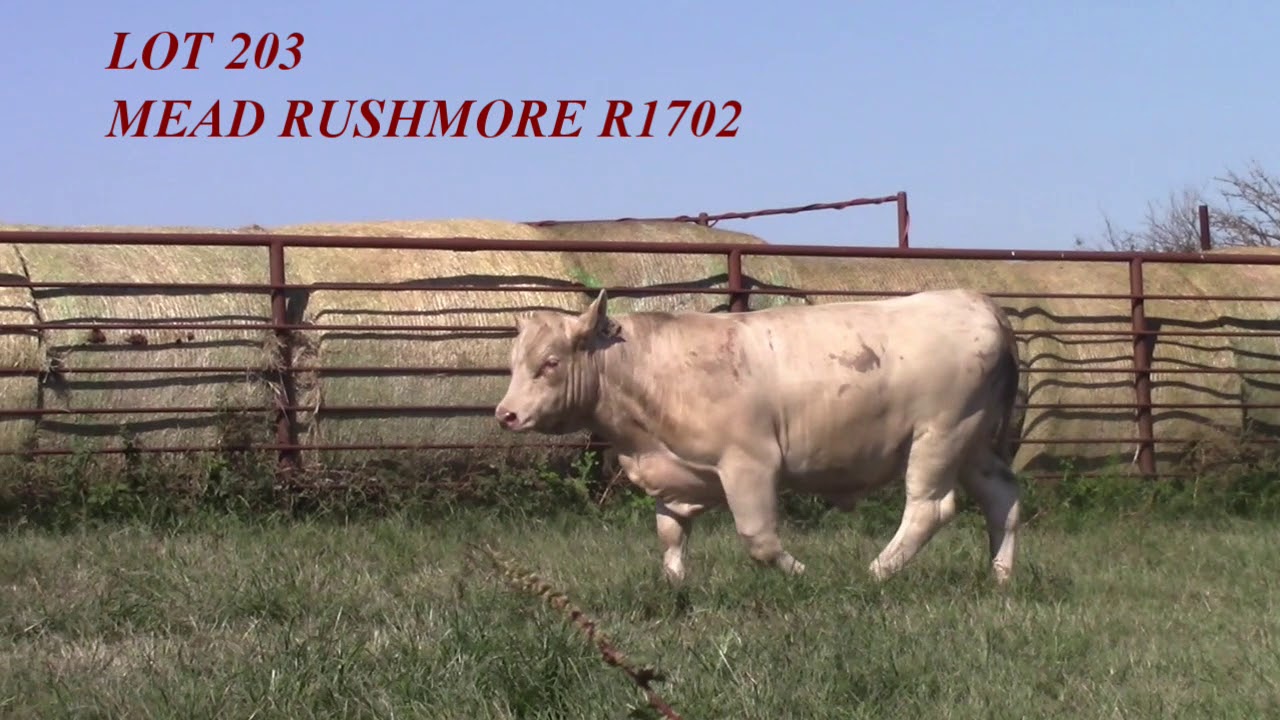 Mead Angus Lot 203 YouTube