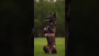 5 Terrifying Secrets Of Belgian Malinois