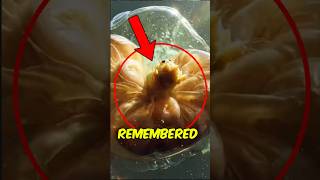 Does a Moth Remember Being a Caterpillar? 🤯 #usa #facts #animals #scaryfacts #ytshorts