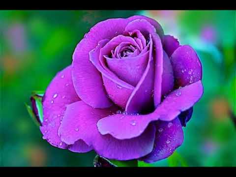Video: Tìm hiểu thêm về Hoa hồng xanh tuyệt vời