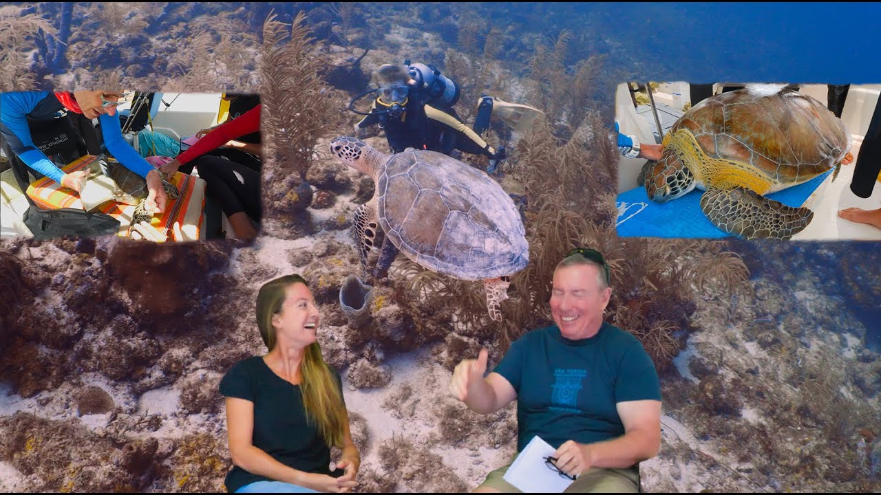 Conserving Bonaire's Sea Turtles Part 2 ep. 27 | A Diver's Life