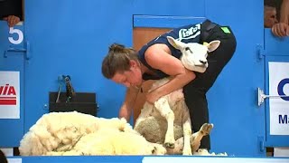 France La Tonte Du Mouton A Son Championnat Du Monde
