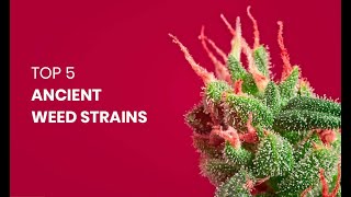 Top 5 Ancient Weed Strains