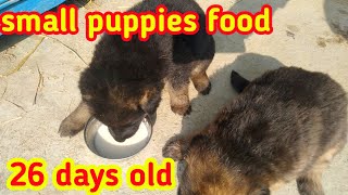 25 days old puppies food || German Shepherd puppies
