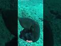 Creatures Found at the Bottom of the Ocean #sea #ocean #creatures #water