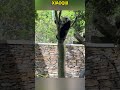 还好小奇迹反应快 #panda #redpanda夕消 #cute #redpanda夕消 #上野パンダ #animals #cutepanda #pets #funny #搞笑 #萌宠 #萌宠