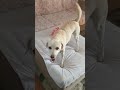 ela odeio o veterinario dela 😁😁😁😁😆