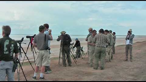 Power of Video Digiscoping - Shorteared Owl