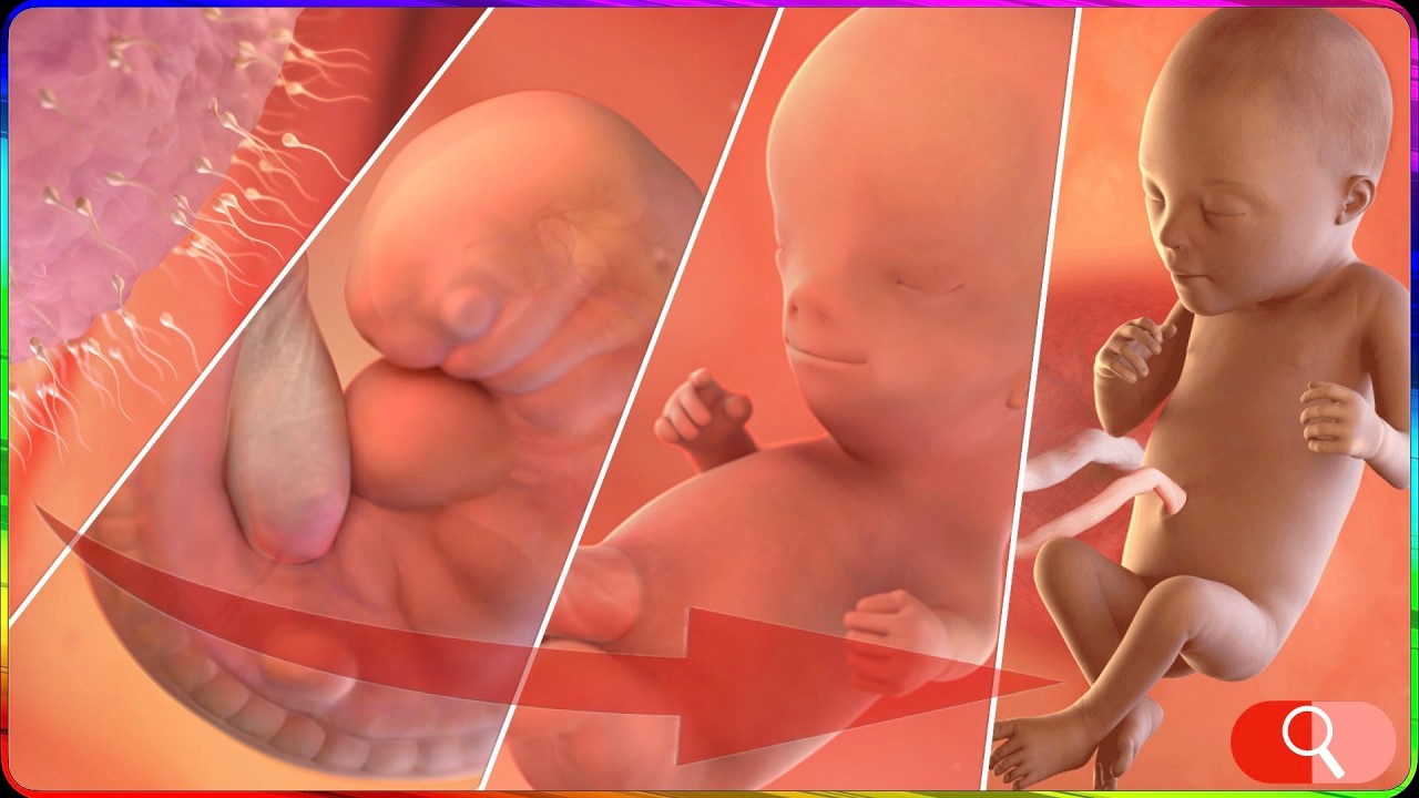 VOYAGE SCIENTIFIQUE INÉDIT DE TOUTE LA GROSSESSE