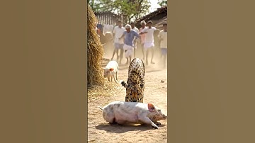Tiger Sees Pig in Village and Grabs It | Wild Encounter in AI Animation
