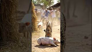 Tiger Sees Pig In Village And Grabs It Wild Encounter In Ai Animation