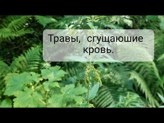 Сгущающие кровь травы. Крапива, тысячелистник, пастушья сумка.