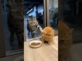 Arrogant cat