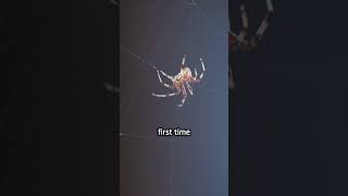 Glowing Spider Silk  Scientists Create GMO Spiders That Spin Red Fluorescent Webs!