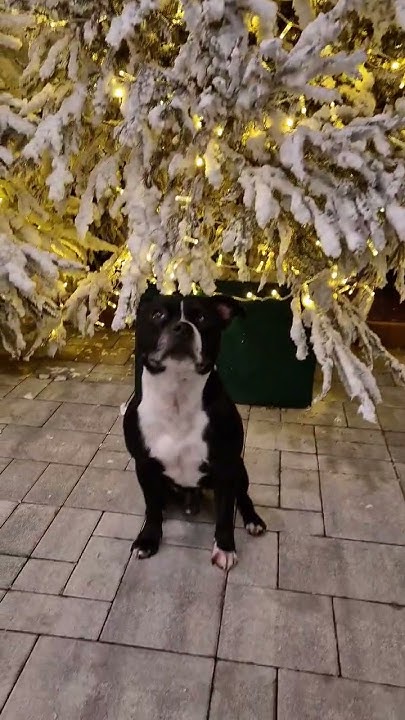 arriva-il-natale-staffy-staffy-natale-how-to-celebrate-dog-s