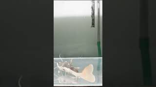 Celebrity red tail catfish vs gold fish Net Worth