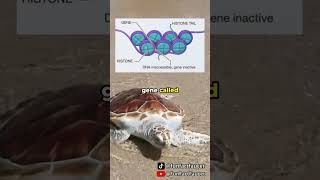 Famous How Temperature Determines the Gender of a Turtle... #facts #shorts Net Worth