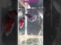 betta available | low price betta | betta sale | transportation available