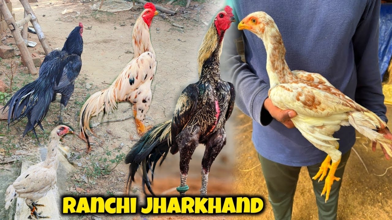 Ranchi Jharkhand Murga Farm || Jamshedpur High Flyer Aseel Farming