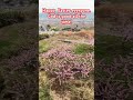 Happy Easter everyone .#ytshorts #April 5, 2026#yamanashiprefecture #peach blossom#peach flowers.