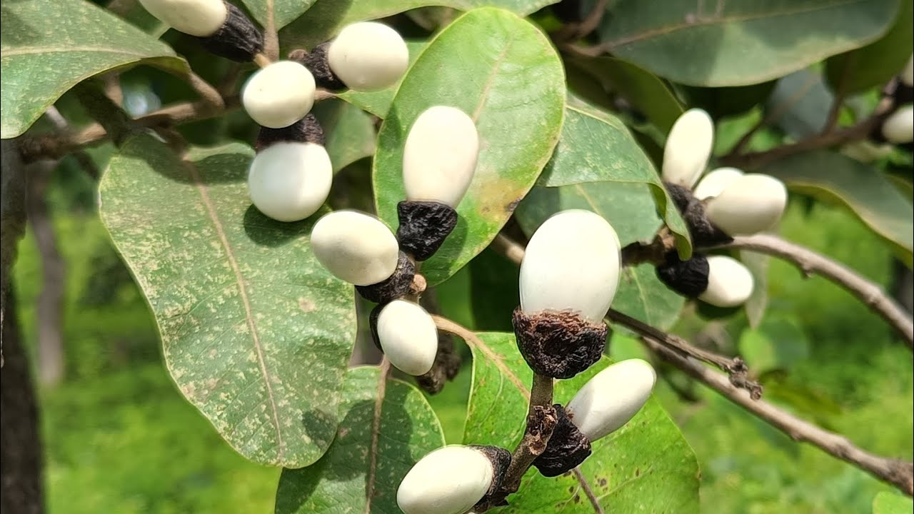 original White Biba tree 8317280956 call White Biba tree सफेद बेलवा ...