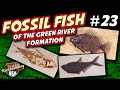 Fossil Fish Collecting BONANZA from Fossil Safari in Wyoming! (Fossils of the Green River Formation)