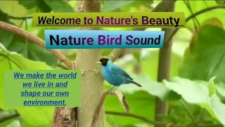 Uncovering Bird Songs in the Wild by NATURE'S BEAUTY  179 views 2 weeks ago 14 minutes, 4 seconds